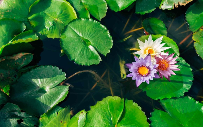 Can Aquatic Flowers Be Grown in Home Ponds?