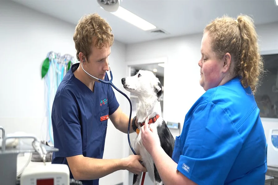 Emergency Services At Animal Clinics: What You Should Know Animal Clinics