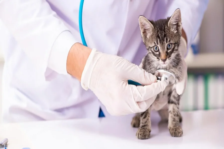 Why Annual Wellness Exams Are Essential For Your Pet Annual Wellness