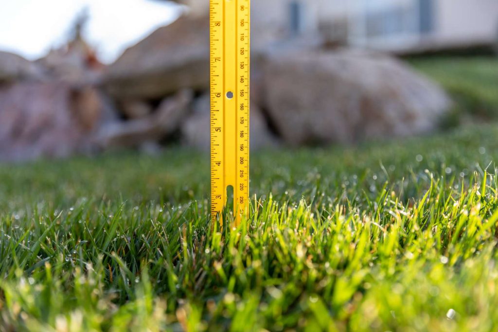 Grass